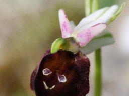 Ophrys_biscutella_Entre_San_Giovanni_et_Cagnano_3